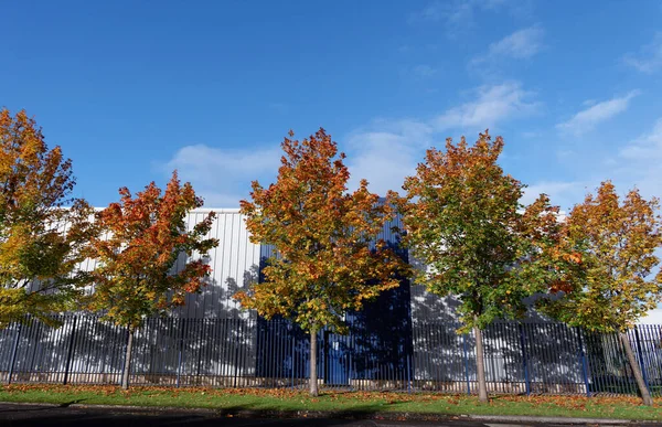 stock image Seasonal autumn green leaves turning orange on trees UK