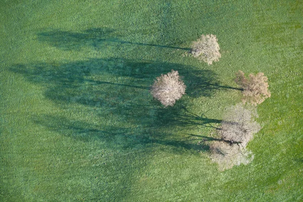 Спокійний Вигляд Осінніх Дерев Парковій Англії — стокове фото