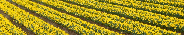 Cultivo Narciso Campo Una Granja Agrícola Rural Reino Unido —  Fotos de Stock