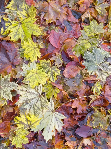 Autumn leaves close up on the ground in woodland UK