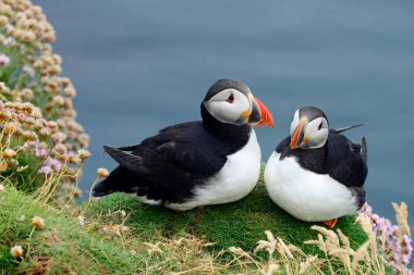 Uçurumda, Mykines Adası, Faroe Adaları, Avrupa 'da birkaç Atlantik martısı.