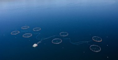 Doğal çevrede balık çiftliği somonları. Loch Fyne Arygll ve Bute Scotland UK.