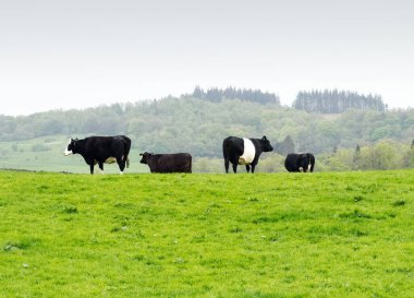 Cows in small group on farmland UK clipart