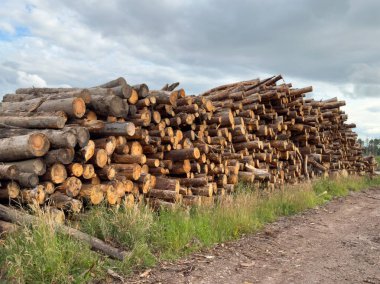 Chopped wood logs for sale with small snow covering during the winter UK