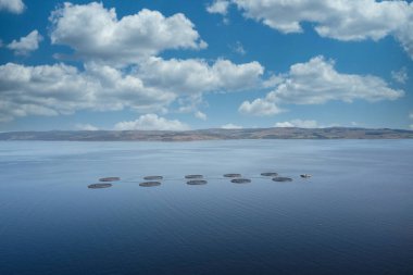 Doğal çevrede balık çiftliği somonları. Loch Fyne Arygll ve Bute Scotland UK.