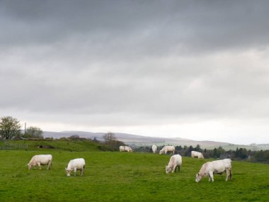 İngiltere 'deki tarım arazilerinde küçük gruplar halinde inekler