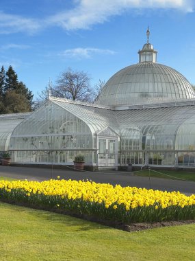 Glasgow İngiltere 'deki Botanik Bahçeleri' nde nergisler.