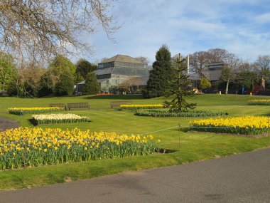 Glasgow İngiltere 'deki Botanik Bahçeleri' nde nergisler.