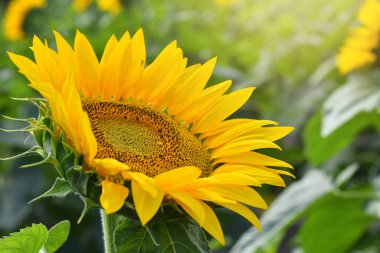Güneşli bir günde mavi gökyüzünün arka planına yakın çekim yapan ayçiçeği. Yan görünüm.