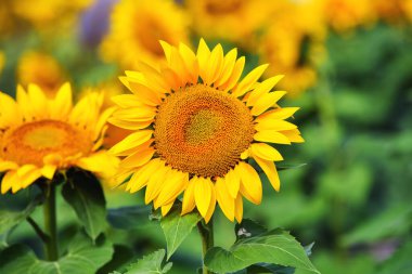 Güneşli bir günde mavi gökyüzünün arka planına yakın çekim yapan ayçiçeği. Yan görünüm.