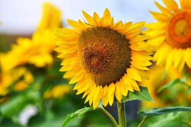 Güneşli bir günde mavi gökyüzünün arka planına yakın çekim yapan ayçiçeği. Yan görünüm.