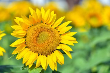 Güneşli bir günde mavi gökyüzünün arka planına yakın çekim yapan ayçiçeği. Yan görünüm.