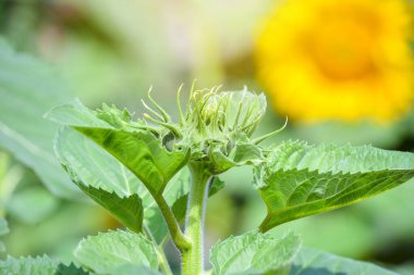 Güneşli bir günde mavi gökyüzünün arka planına yakın çekim yapan ayçiçeği. Yan görünüm.