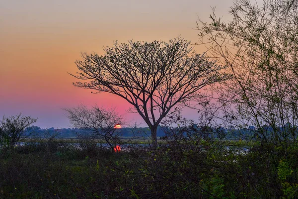 silhouette tree with the sunset