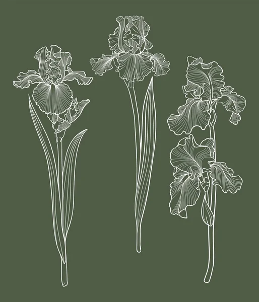 Set Van Irisbloemen Bloemenvector Illustratie — Stockvector