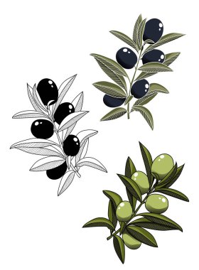 Renkli zeytin dalları ve çizgi sanatı.