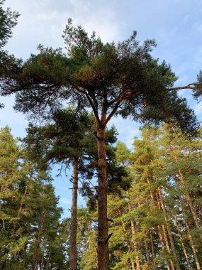Yükselen bir çam ağacı gökyüzüne uzanır, dalları açık mavi gökyüzünün arka planına karşı bir iğne örtüsü oluşturur.