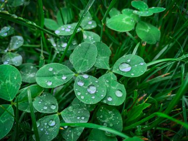 Yonca yaprakları parlak su damlacıklarıyla süslenir. Doğanın karmaşık güzelliğinin ferahlatıcı ve detaylı bir görüntüsünü yaratır..