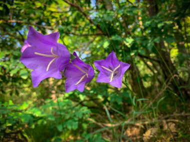 A trio of vibrant purple bellflowers stand tall amidst a backdrop of lush green foliage. clipart