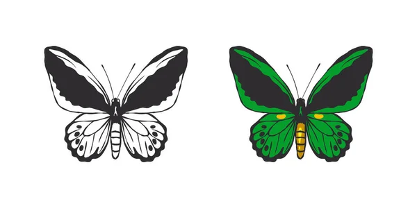 Images Papillons Papillon Vert Dessiné Main Photos Papillons Drôles Graphismes — Image vectorielle