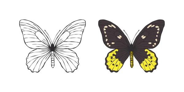 Images Papillons Papillon Peint Photos Papillons Drôles Graphismes Vectoriels Évolutifs — Image vectorielle