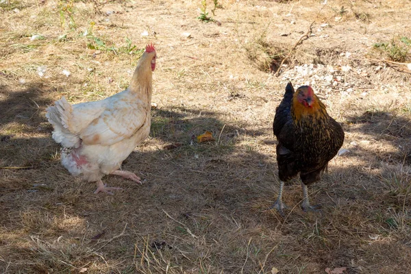 庭の養鶏場の鶏白と黒の鶏 — ストック写真