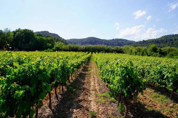 stock image vine spraying of grapevine in medoc Bordeaux vineyard in france