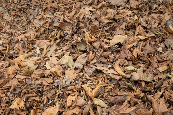 Natuurlijke Achtergrond Van Herfstbladeren Grond Gevallen Eikels — Stockfoto