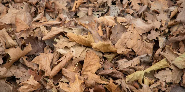 Textura Folhas Outono Mortos Cair Chão — Fotografia de Stock