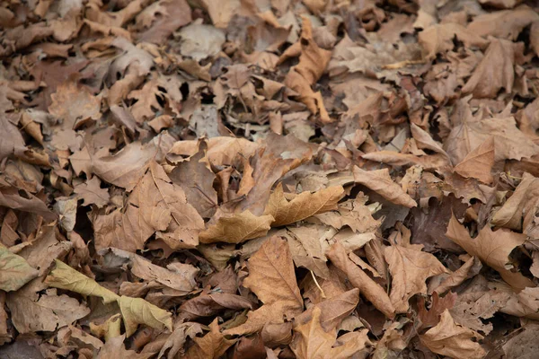 Folhas Fundo Natural Morto Licença Outono Caído Chão — Fotografia de Stock
