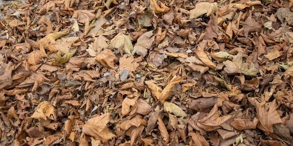 カエデの葉のゴミ秋の葉は地面に落ちています — ストック写真