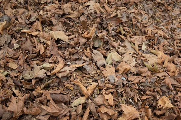 秋の紅葉は地面に落ち — ストック写真