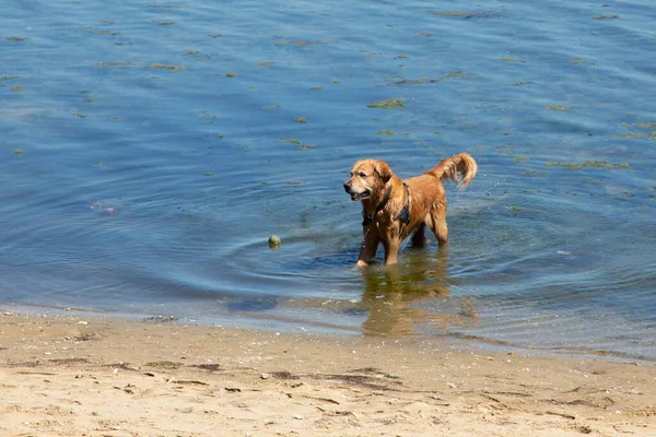 dog having fun in lake water beach coast playing with ball