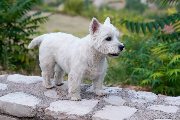 West Highland White Terrier Dog Raça Andando Jardim Parque Parede — Fotografia de Stock