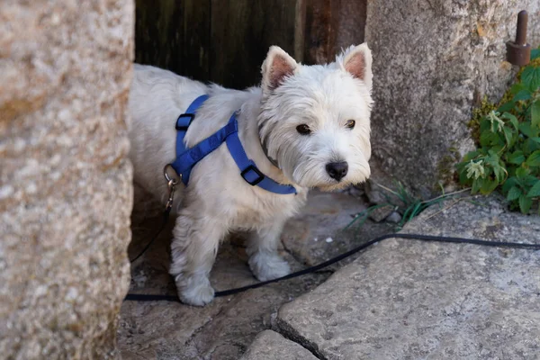 West Highland White Terrier Dog Raça Frente Porta Casa — Fotografia de Stock