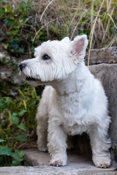 West Highland White Terrier Dog Breed Looking Side Portrait Outdoors — Stock Photo, Image