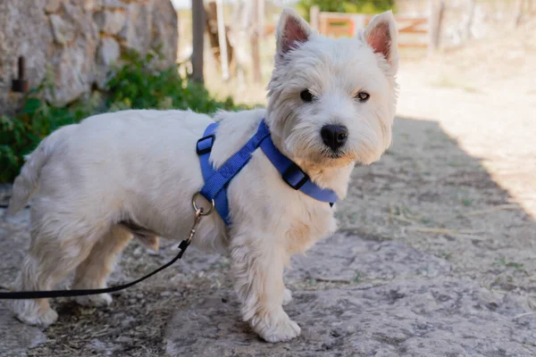 West Highland Branco Terrier Dog Raça Coleira Azul — Fotografia de Stock