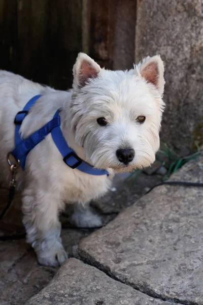 White Terrier Dog Breed West Highland Coleira Azul Frente Entrada — Fotografia de Stock