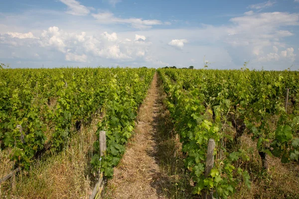 Vingård Saint Emilion Paket Vinstockar Bordeaux Vin Frankrike — Stockfoto