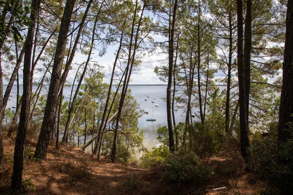 Água Lago Árvores Floresta Natural Selvagem Francês Maubuisson Carcans Gironde — Fotografia de Stock