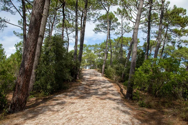 Стежка Лісового Шляху Соснових Деревах Атлантичному Узбережжі Маубіссона Франції Gironde — стокове фото