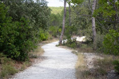 Fransa 'nın güneybatısındaki patika park çam ormanları doğası.