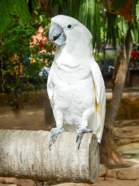 Papagaio Branco Cacatua Enxofre Crista Pássaro Parque Zoológico — Fotografia de Stock