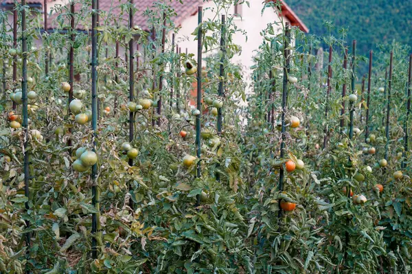 tomato plants with stakes in a private garden