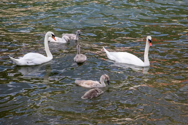 family white swan on background of the water surface on river with their babies cygnets