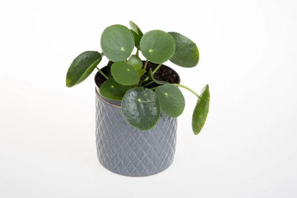 Green rubber plant on Round grey pot for purify home office air on white background