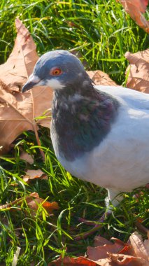 pigeon columba palumbus common bird strolling across the forest lawn clipart