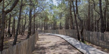 Okyanus kumlu patika çitlerine eriş. Okyanus sahili Atlantik kıyılarına ahşap. Saygısız kaptan gelinciği Fransa.