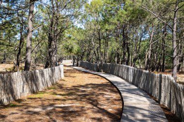 Le Grand Crohot 'daki kumlu sahil. Köstebek başlıklı gelincik. Fransa Fransız Atlantik kıyısında, ahşap direkli çitlerle örülü çitlerle çevrili.