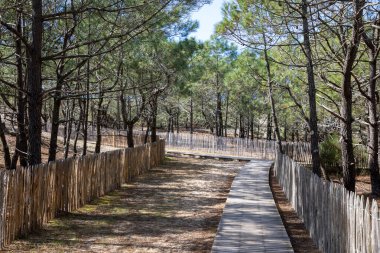 Grand crohot Pine Ormanı okyanus kumlu patikasına okyanus kıyılarına ahşap çitlere erişir.